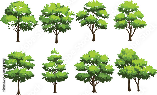 Variety of Trees: Diverse collection of lush, leafy trees showcasing different shapes, sizes, and textures, each exuding a sense of vitality and natural beauty.