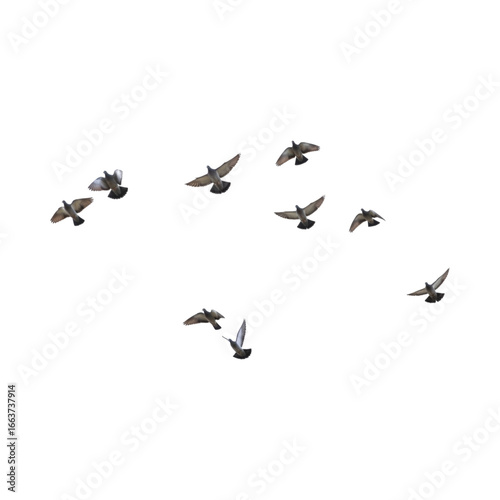 Flock of birds flying in the sky, transparent background PNG
