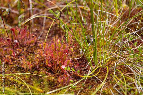 Carnivorous plants at Mohos bog in Transylvania