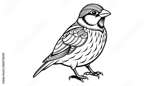 Decorative Sparrow vector silhouette and line art t shirt design, detailed illustration for adult coloring, meditation art therapy, stress relief drawing, and printable creative artwork.
