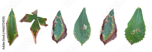 Set of different drying leaves, an image of a set of various leaves in the process of drying. isolated background.