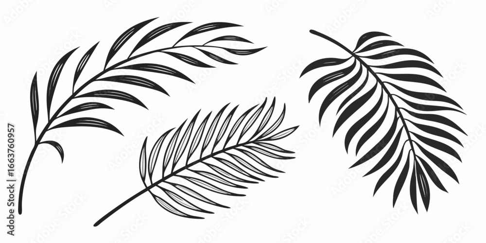 Obraz premium Black and White Palm Frond Illustrations