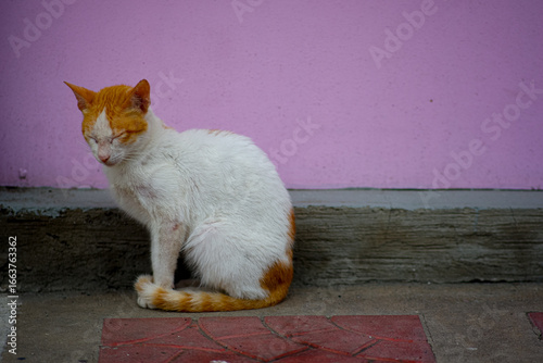 Orange and white kitten sitting in the pavement.