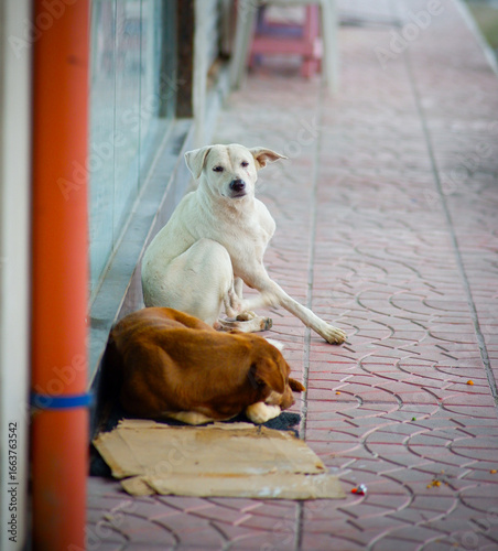 Photography Brown and white dogs resting in the bricked pathway.