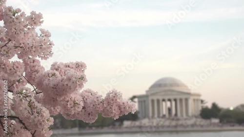 Experience the beauty of cherry blossoms at the Jefferson Memorial in Washington DC