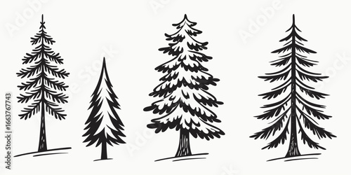 Hand-Drawn Black Spruce Trees Collection