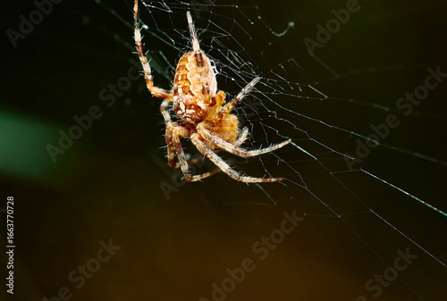 Spider on the web