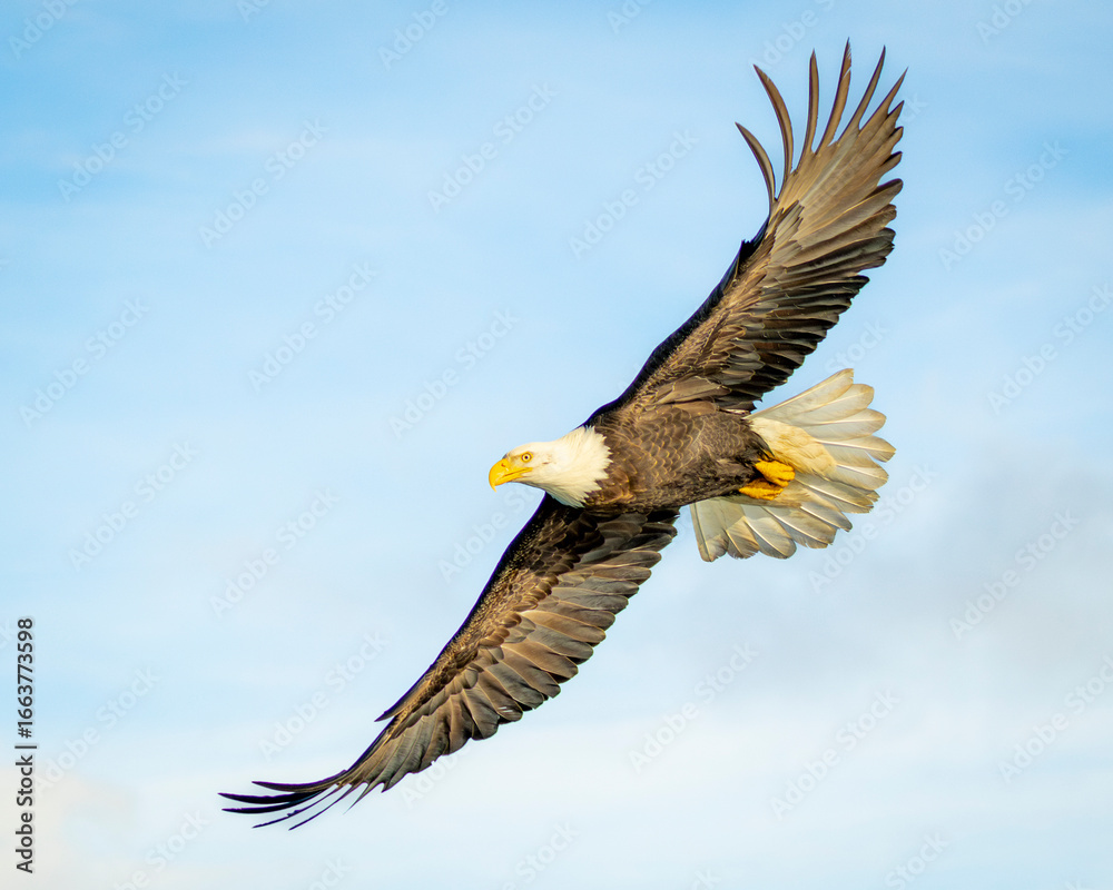 Obraz premium Homer Resident