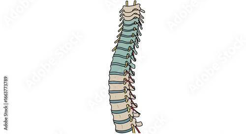 Anatomical illustration of the human spine showcasing the cervical, thoracic, and lumbar regions, highlighting skeletal structure and spinal cord