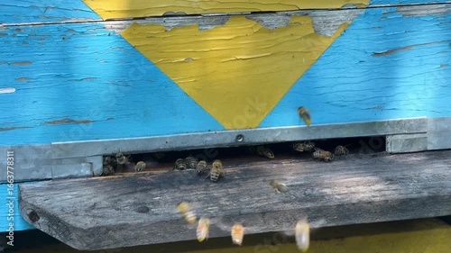 Slow-motion close-up of a beehive entrance showing bees flying out and returning with nectar. Detailed view of bee flight patterns, pollination, and colony activity.