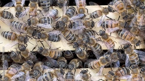 Close-up top view of a beehive with rows of wooden frames covered with bees. Beekeeping demonstration showing honey production and colony activity.