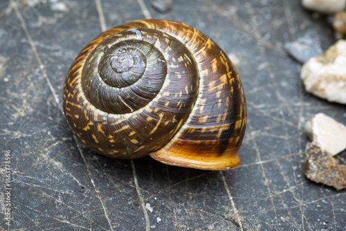 Tableau sur toile Gefleckte Schnirkelschnecke (Arianta arbustorum)