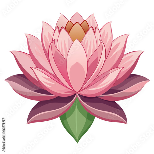 pink water lily