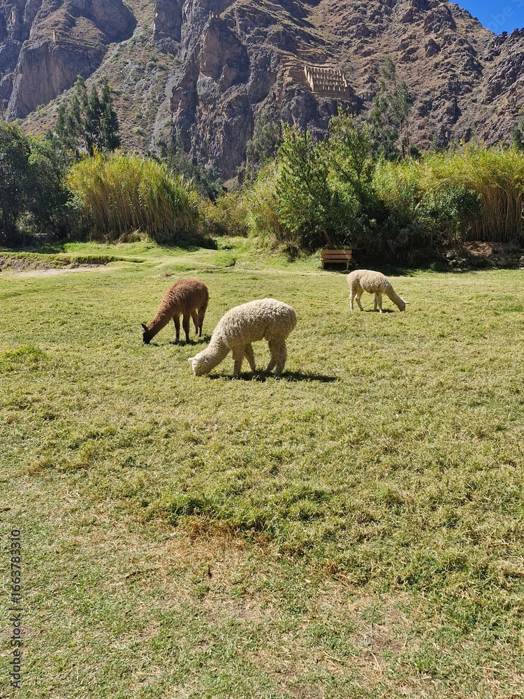 Fototapeta premium Alpacas eating grass on the lawns of the Inca Monument of Ollantaytambo