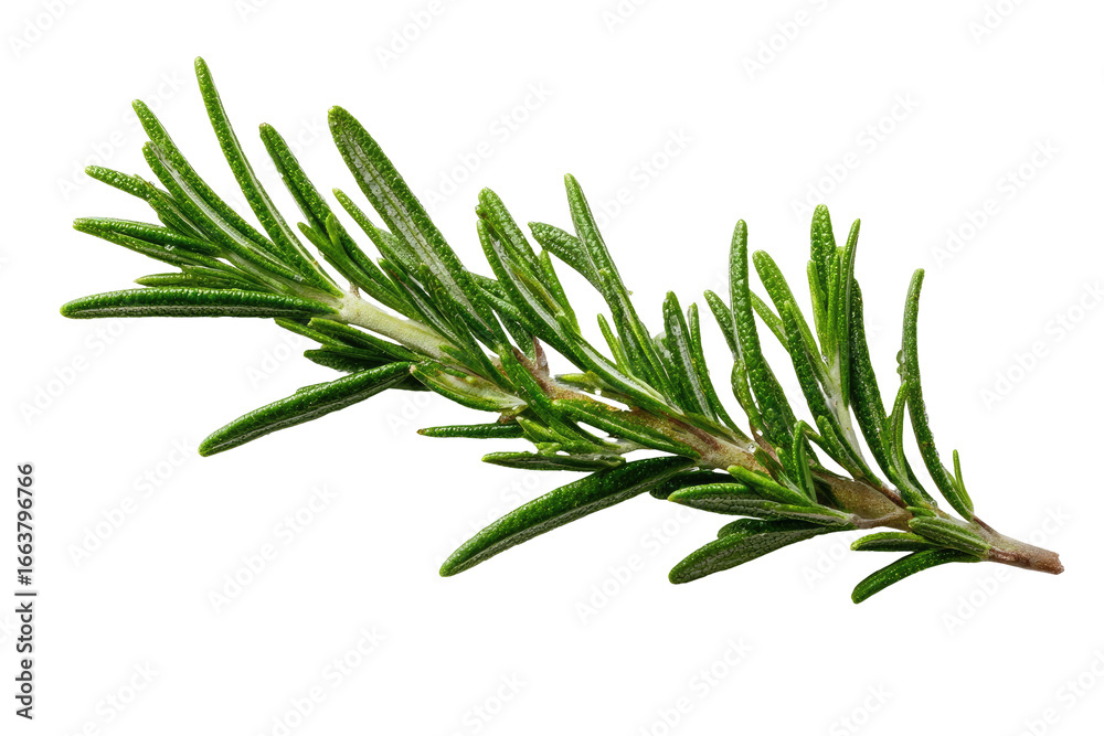 Fototapeta premium Close-up of fresh rosemary sprig