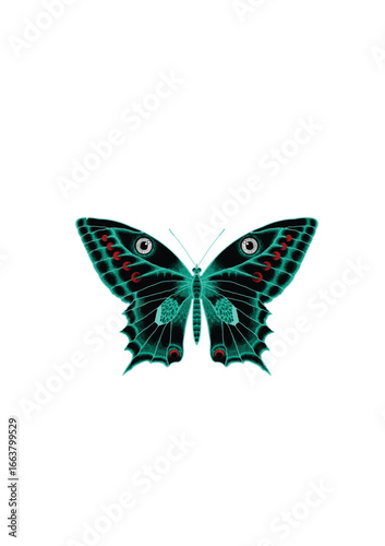 Schmetterling