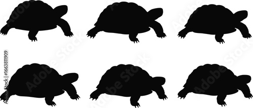 Tortoise silhouette set, turtle clipart vector, reptile shadow design, animal outline graphic, wildlife illustration, pet turtle artwork, crawling tortoise shapes