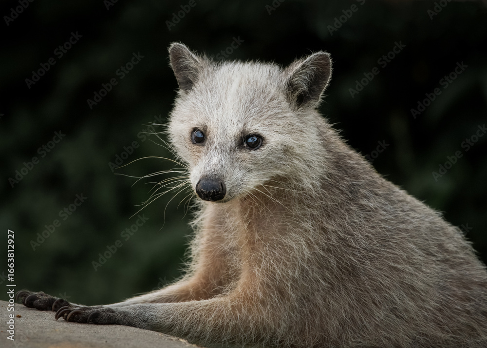 Naklejka premium Elderly Raccoon with Gray Hair