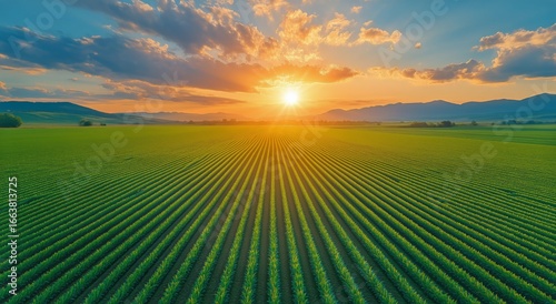 Beautiful Sunset Over Vast Green Fields Viewed From High Above in a Rural Lan...