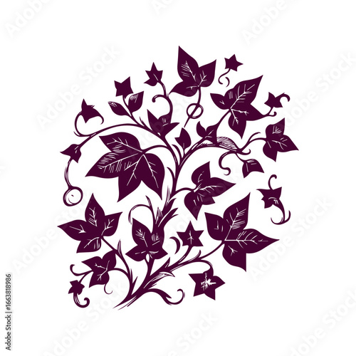 Vintage style ivy plant illustration with leaves and vines.