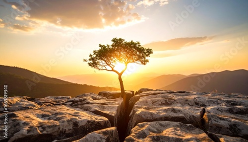Lone tree growing from a crack in a stone, warm light surrounding it.