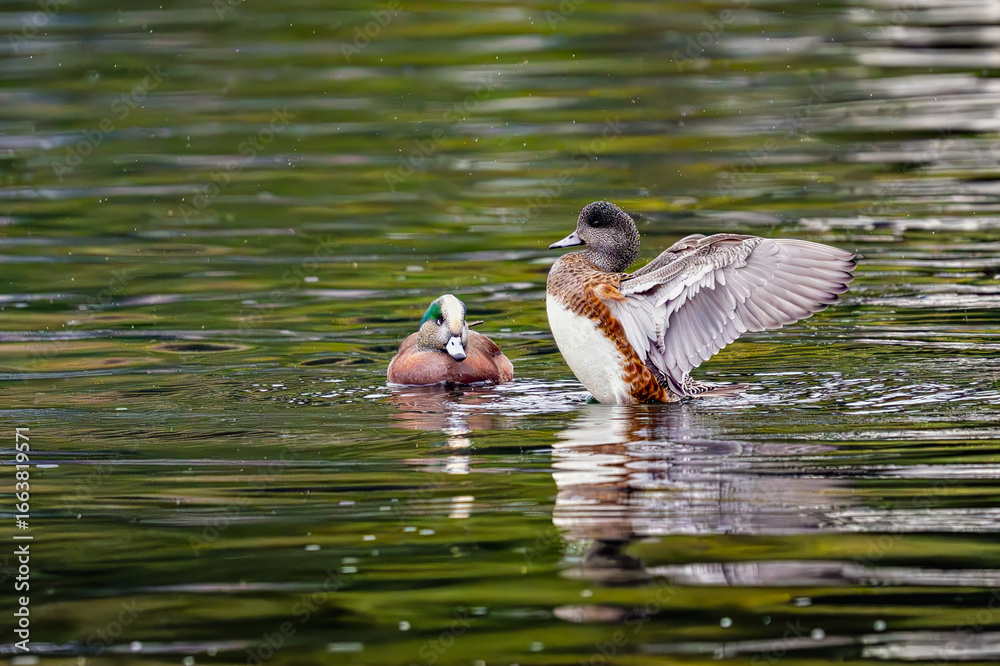 Fototapeta premium 2023-12-31 A DUCK RAISED UP IN A LAKE FLAPPING ITS WINGS SPLASHING WATER WITH ANOTHER DUCK LOOKING ON AT A CITY PARK LAKE IN MEDINA WASHINGTON