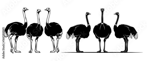 Vector art of group of ostriches in various poses
