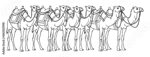 Vector art of a line of camels with saddles