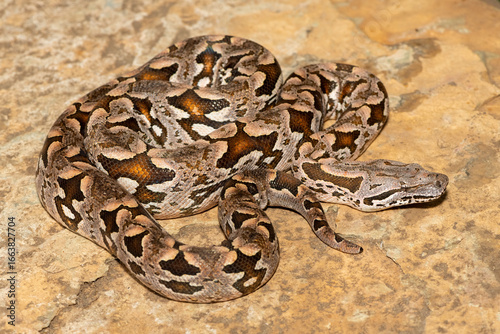 A beautiful Dumeril's boa (Acrantophis dumerili), coiled on a large rock. A non-venomous snake endemic to Madagascar