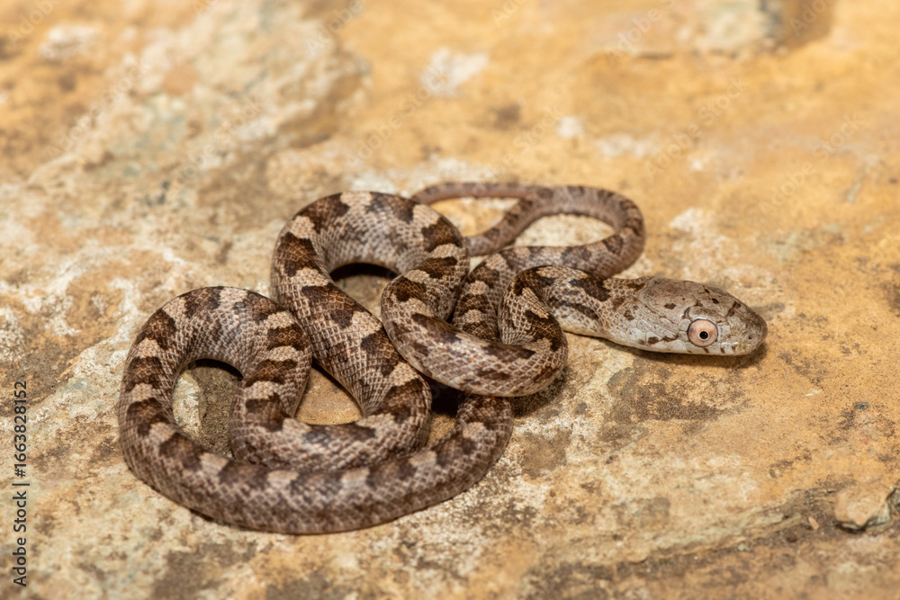 Obraz premium A beautiful yellow rat snake (Elaphe (Pantherophis) obsoleta quadrivitatta), a subspecies of the eastern rat snake. A non-venomous colubrid snake native to North America