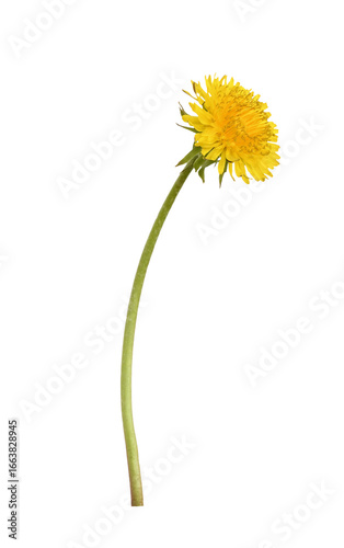 Profile of spring yellow dandelion flower isolated on white or transparent background © Ortis
