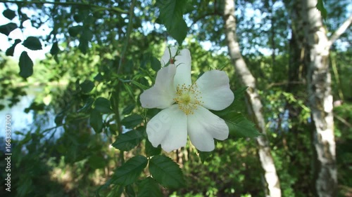 Close-Up of White-Yellow Wild Rose (Rosa Canina) Near Lakeside with Birch Trees in Background