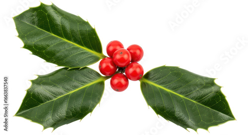 Cuadro en lienzo Isolated Holly with Berries