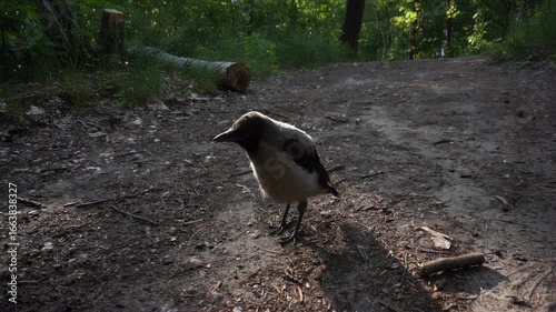 Close-up video of a young crow chick standing on a forest path in sunlight, vulnerable and alone in the woods.