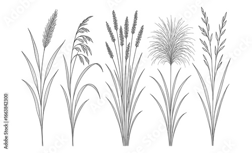 Elegant line art of various grass species in detailed botanical style
