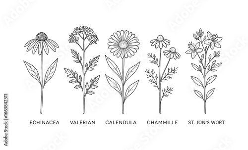 Botanical line art of medicinal herb flowers set for natural health designs