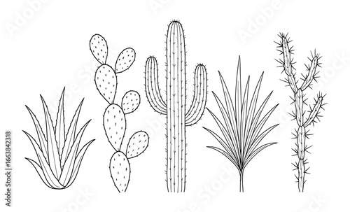 Minimalist line art of various cacti and succulents on white background