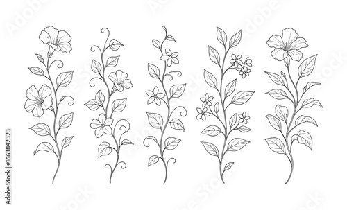 Elegant floral line art of delicate botanical designs featuring graceful flowers and leaves