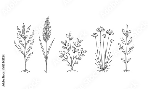 Delicate line art of various plants and herbs