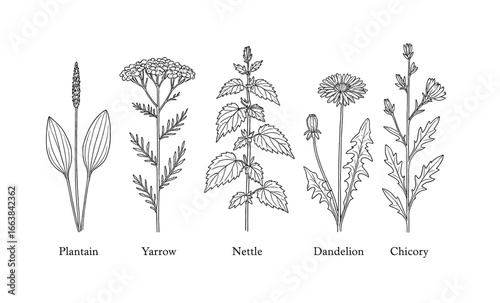 Detailed linear drawings of medicinal herbal plants: plantain, yarrow, nettle, dandelion, and chicory