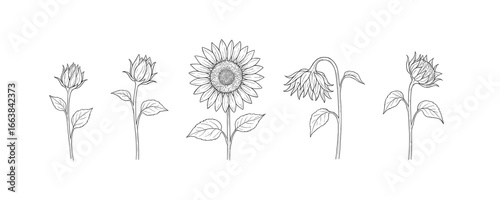 Sunflower growth cycle line art: bud to bloom and beyond