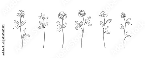 Line art clover flowers: elegant botanical sketches in bloom