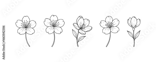 Elegant floral outline of five cherry blossom flowers