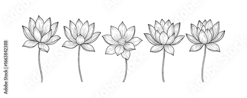 Elegant linear lotus flowers on white background