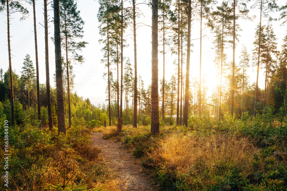 Fototapeta premium Sunrise in the Swedish Wilderness