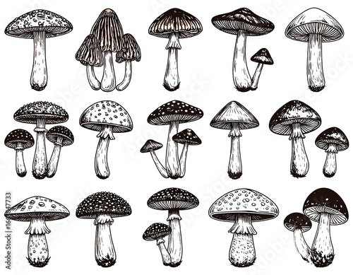 Hand-drawn illustrations of various mushroom types