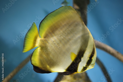 Fotografía Rbicular batfish (Platax orbicularis), also known as the cooper batfish, circula
