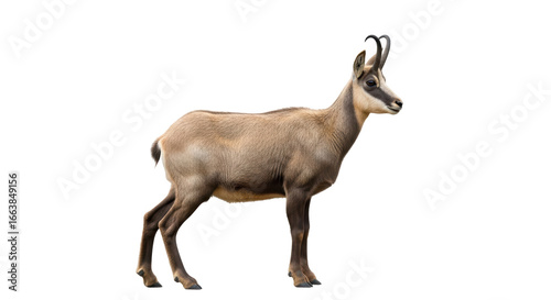 Bild auf Leinwand Isolated Chamois Goat