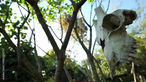 Animal skull of a cow hanging in a tree, creating a mysterious, spooky atmosphere with ritual and nature symbolism.