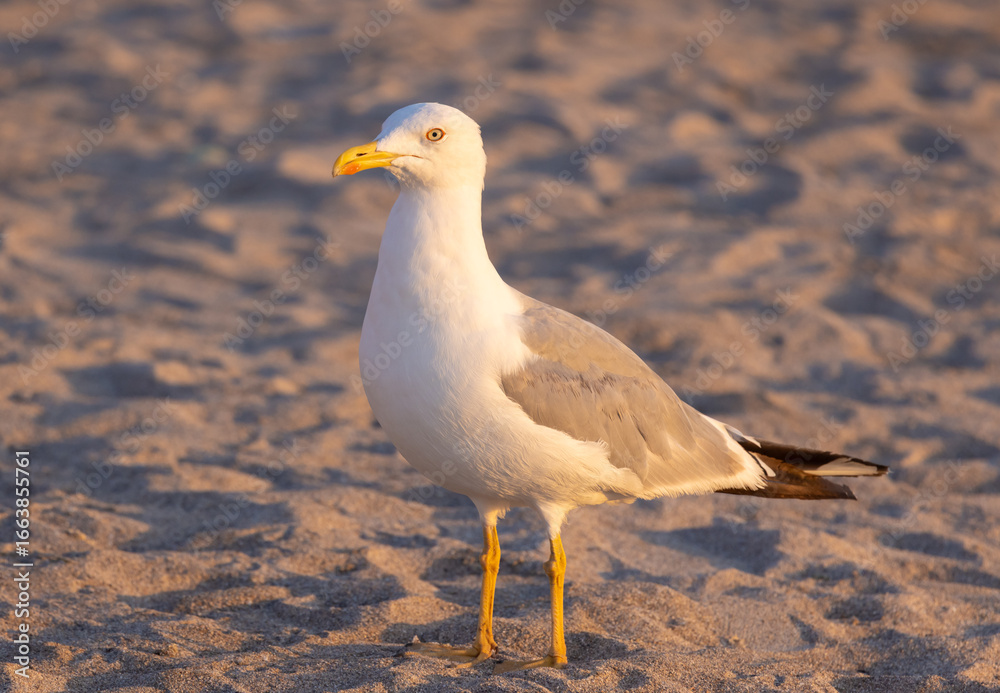 Obraz premium Close-up of a Yellow-legged Gull (Larus michahellis) on the sand